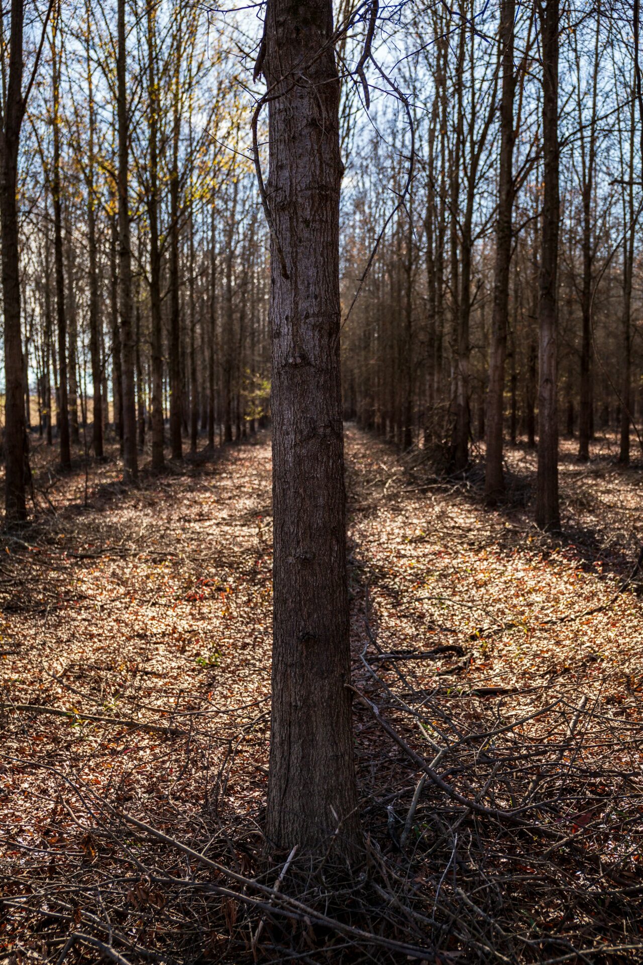 Brown Trees Photo