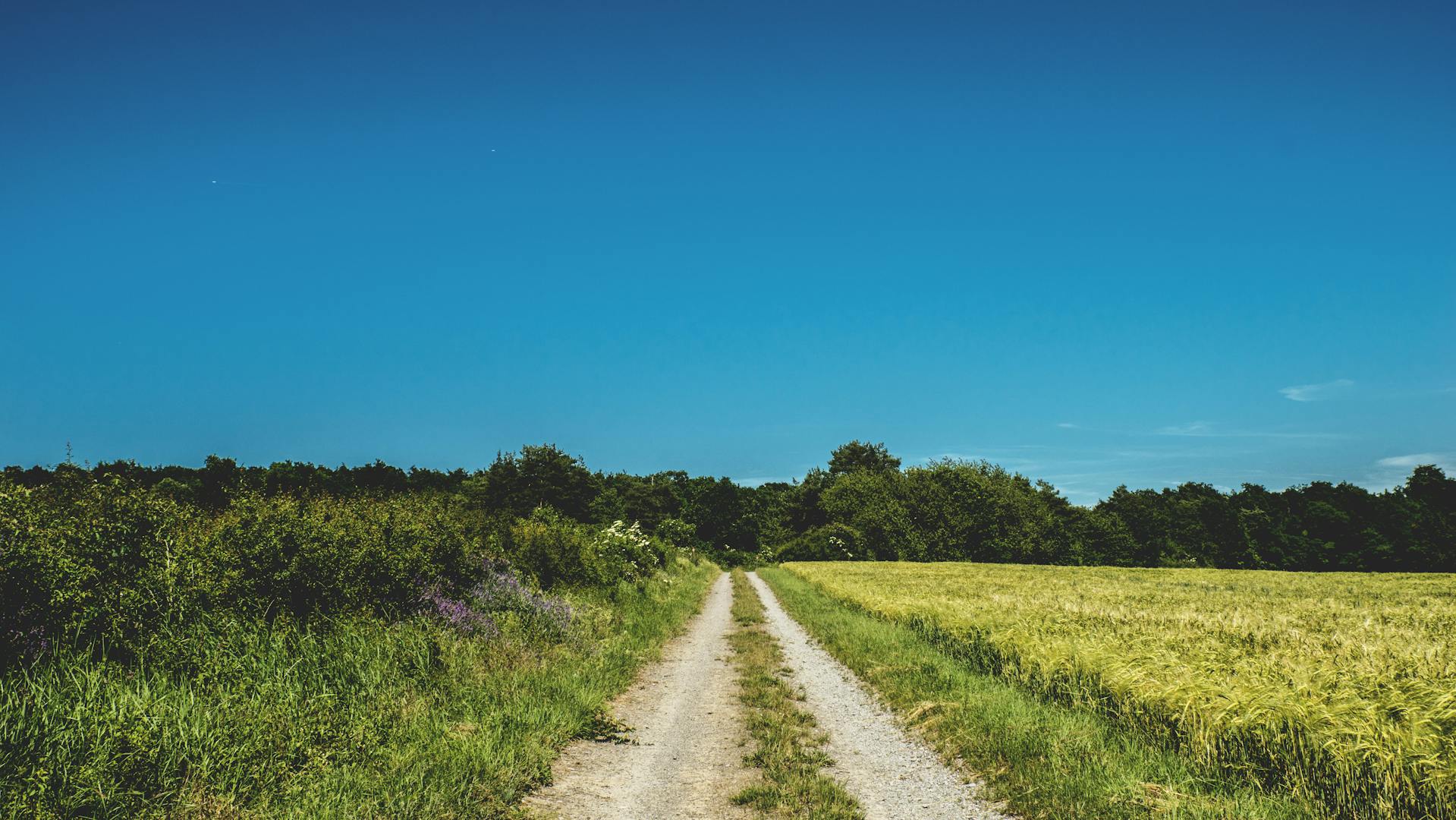 Grasslands Road